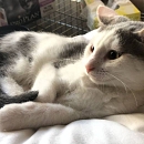 Grisou - liebt Menschen, Katzen, Hunde