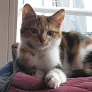 Amara