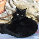 Matz