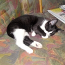 Filou