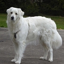 Jara