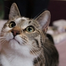 Linus