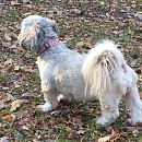 Lady