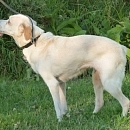 Fifi