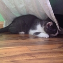 Jack 1