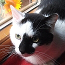 Luca