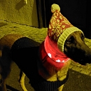 Mambo - Sprengstoffspürhund in Rente