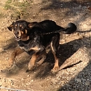 Lupo
