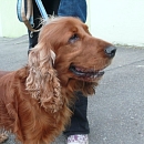 Marosch