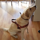 Maya