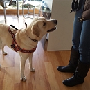 Maya