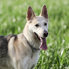 Kiara