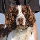 Gouguy (der gute Laune Hund)