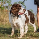 Gouguy (der gute Laune Hund)