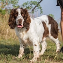 Gouguy (der gute Laune Hund)