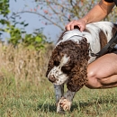Gouguy (der gute Laune Hund)