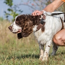 Gouguy (der gute Laune Hund)
