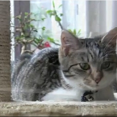 Jody News per Video
