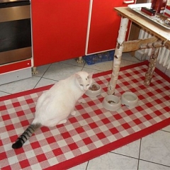 Felix ... Home sweet Home ...