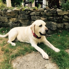 Duffy der Steinbote