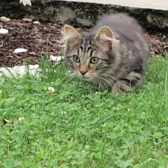 Kimba der kleine Löwe ...