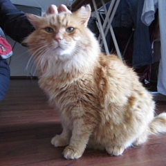 Fotos vom El Gordo alias Garfield :)