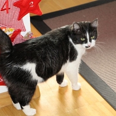 Shunja im Weihnachtsglück!