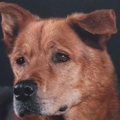 Abschied von Benny