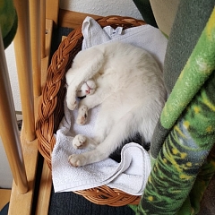 Jinny liebt ihren Hundekumpel mehr als Katzen