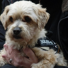 Pumpkin (jetzt Teddy) kennt mittlerweile fast alle Hunde aus der Siedlung ...
