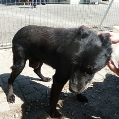 Sissi