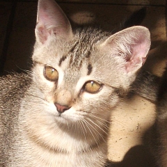 Püppy