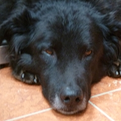 Chico