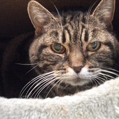 Saba
