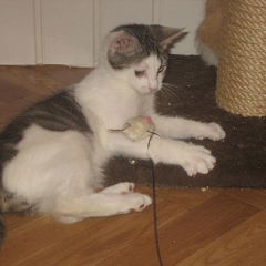 Fiodor