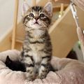 Tagebuch 9. Woche: In der Krabbelstube mit unseren drei ausgesetzten Babykatzen