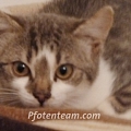 Nochmal 3 Bauernhofkitten gefangen