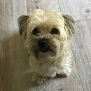 Diky