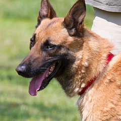 Daiko