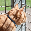 Romeo