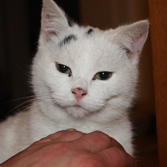Chitto
