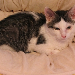 Trixi