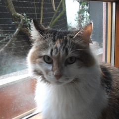 Queeny 1