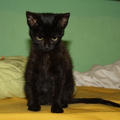 Zoe Zaubermaus