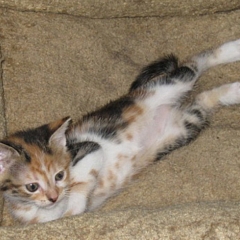 Amara