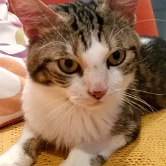 Filou