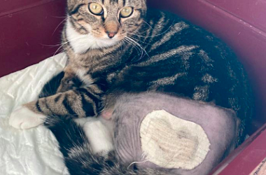 SPENDENAUFRUG ERFOLGREICH BEENDET - Katerchen Chaussette - wurde mit durchstossener Hüftpfanne und kaputtem Femurkopf zum Einschläfern abgegeben. Seine Besitzerin wollte ihn euthanasieren lassen, um die Tierarztkosten zu sparen