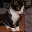 Leo