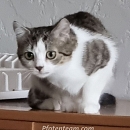 Mireille