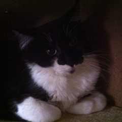 Oreo